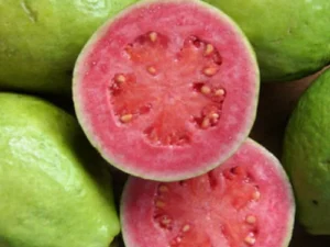 Arka kiran guava plant