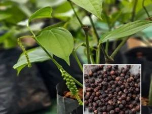 Pepper bush plant (cover )