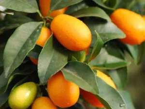 Sweet lemon plant