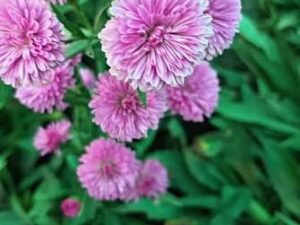 Pink dasiy plant