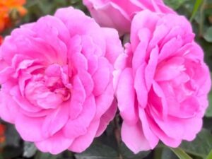 Panner rose plant (pot)