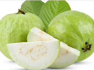 L-49 guava plant