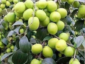 Apple ber green plant