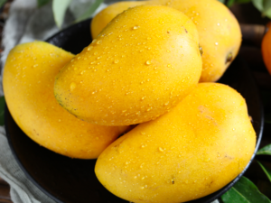 Banganapalli mango plant