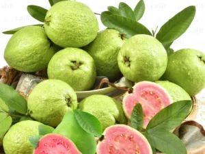 Twain pink guava plant