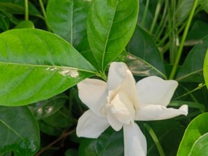 Parjitham plant