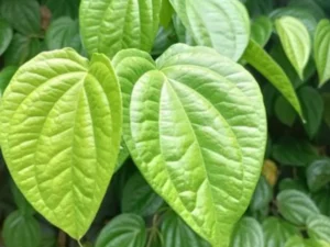 Vethal plant