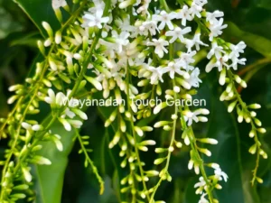 Mini parjitham plant