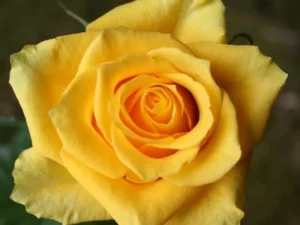 Yellow ht rose plant