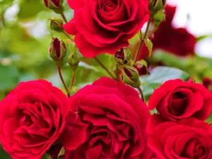 Kashmir rose plant