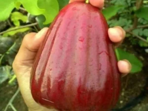 Dhalhari water apple plant