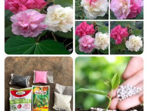 Changing rose plant + Any 50 grm Fertilizer Free shipping