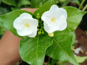 Nandhavanam flower plant