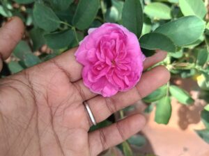 Dark pink panner rose plant