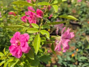 Orchid rose or Fariy  rose plant