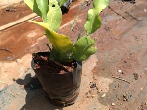 Ranakali plant
