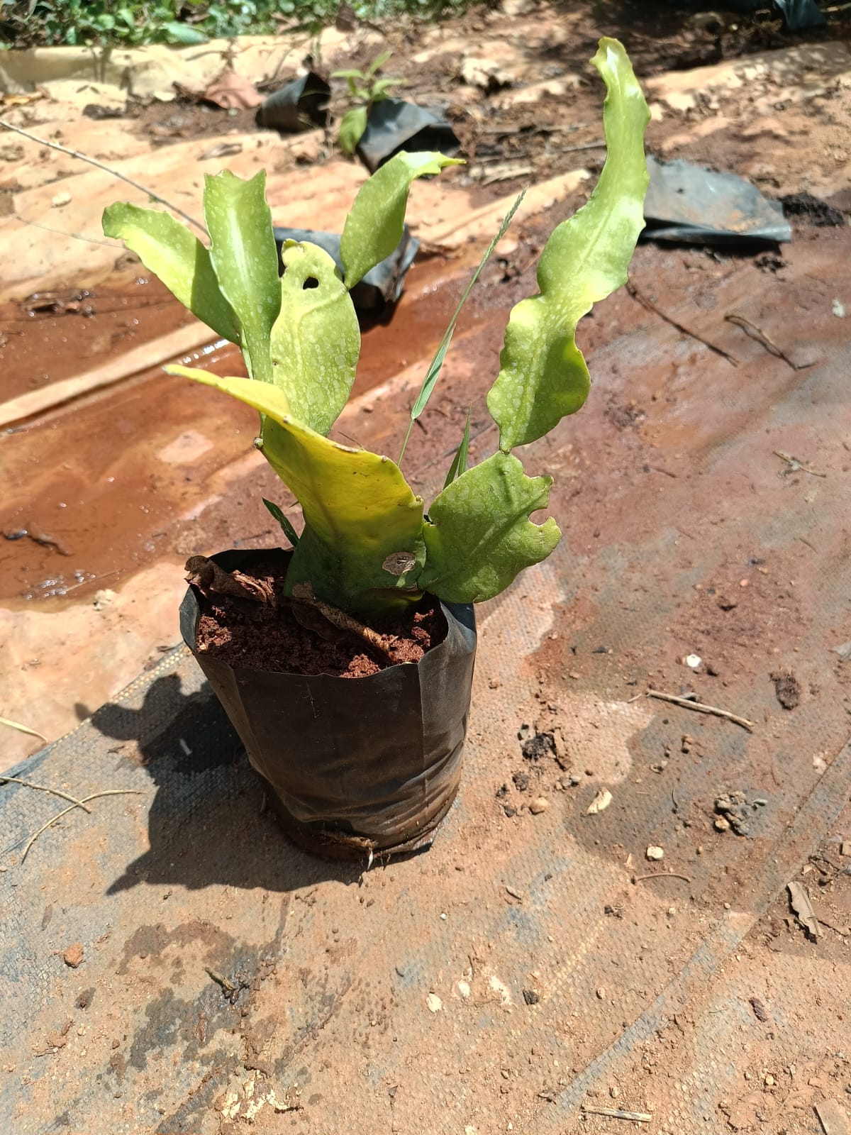 Ranakali plant