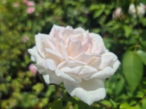 Doctor panner rose plant