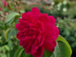 Nattu panner rose plant