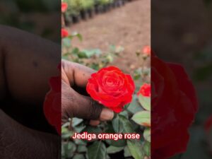 Jediga orange rose plant