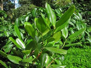 All spices plant
