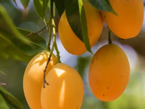 Alphonso mango plant