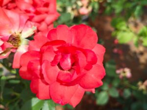 Fanta orange button rose plant