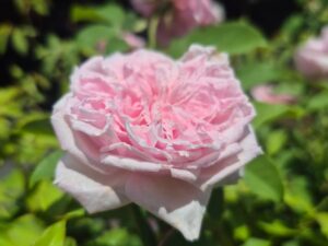 Doctor panner rose plant