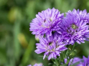 Blue dasiy plant