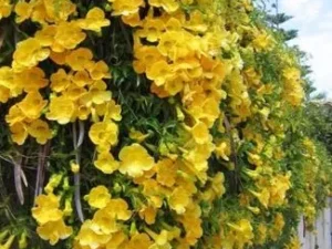 Cat clow plant