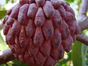 Red setha  fruit plant