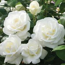 White panner rose plant