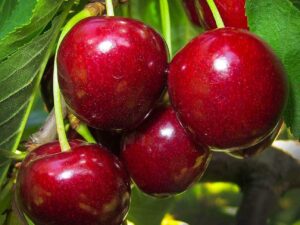 Sweet cherry plant