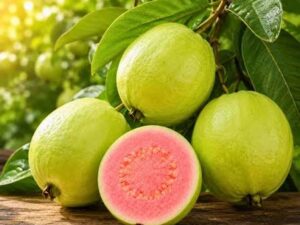 Twain pink guava plant