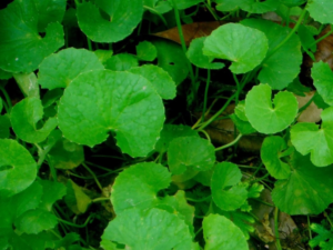 Nattu valari kerai plant