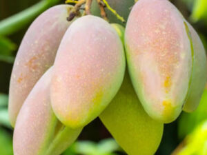 Sweet catiman mango plant