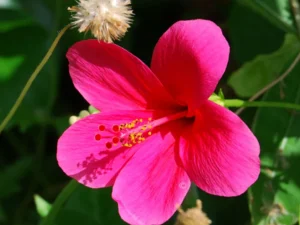 Victoria  hibiscus plant