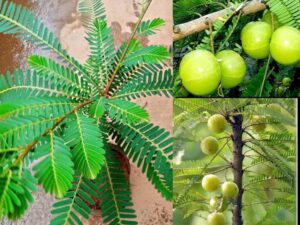 Krishna Green amla plant