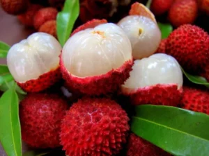 Litchi plant