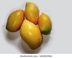 Bangalora mango mother plant
