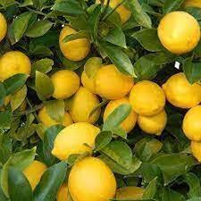 Kodilemon mother plant