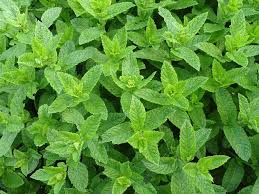 Pepper mint plant
