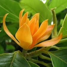 Shenbagam orange mother plant