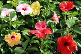 Any colour hibiscus plant only shipping