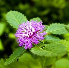 Kesavarthini plant