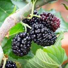 Mulberry plant