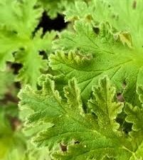 Panner leaf plant