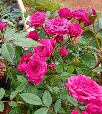 French button rose plant