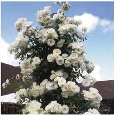 White kodi rose plant
