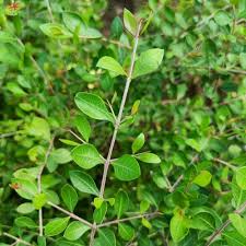 Marudhani ( Heena ) plant